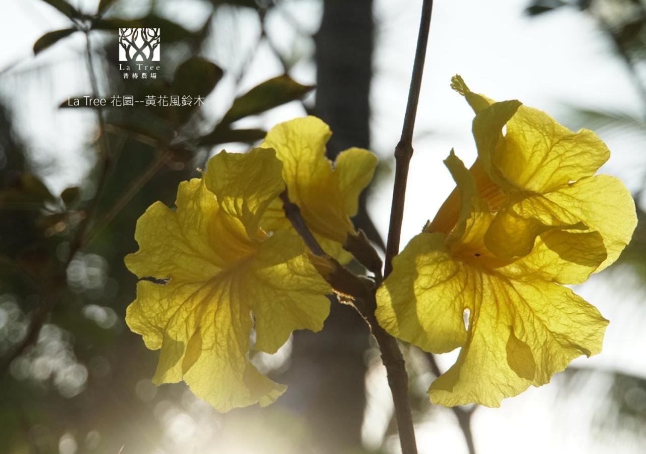 La Tree 普椿農場木子莊園 Apartment Donghe Exterior photo