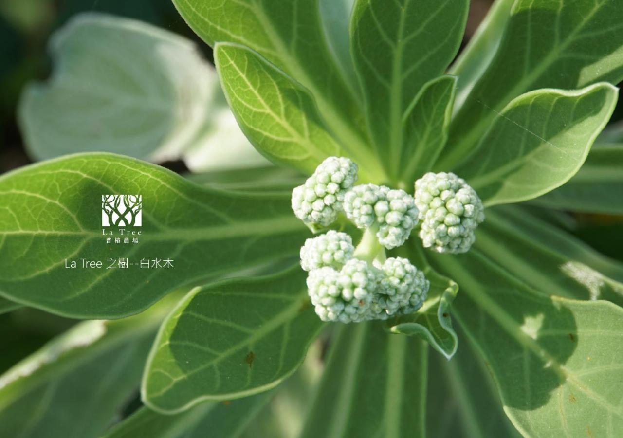 La Tree 普椿農場木子莊園 Apartment Donghe Exterior photo